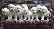 v.l. Arco, Aron,Arne, Jule, Arixa, Frieda,Jimmy,Anton